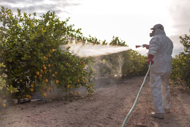 Best Fumigation Services  in Brownsville, TX